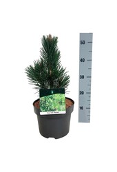Sosna Pinus Malinki