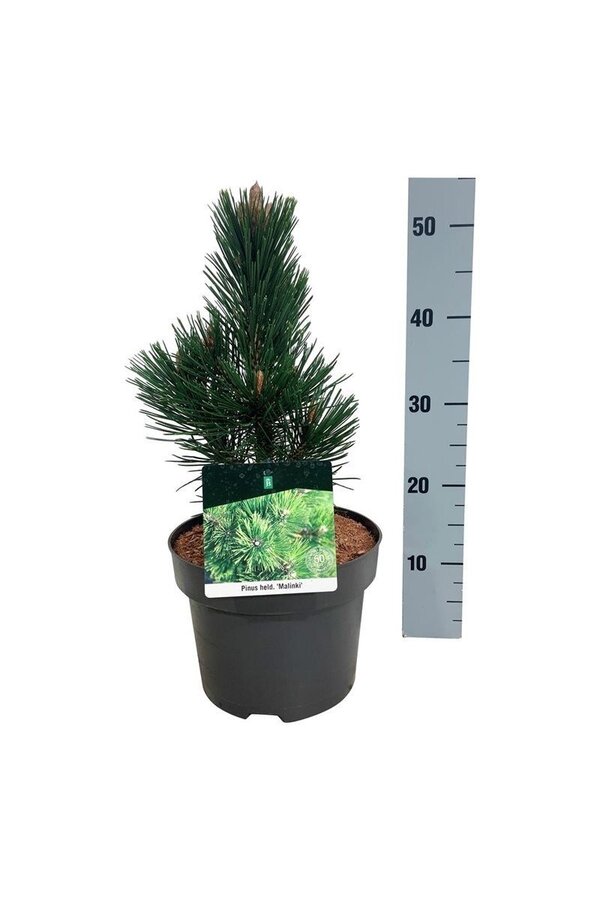 Sosna Pinus Malinki