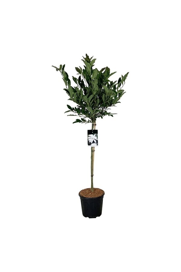 Magnolia gwiaździsta