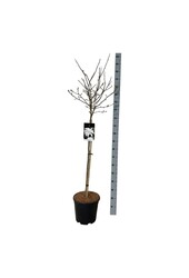 Magnolia gwiaździsta