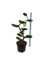 Cyprys Juniperus Pfitzeriana Aurea