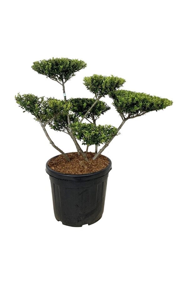 Ilex crenata Zielony Żywopłot