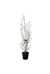 Dereń Cornus kousa Venus ®