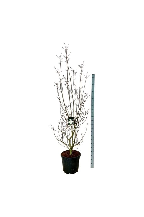 Dereń Cornus kousa Venus ®