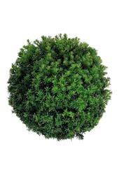 Cis Taxus media Grenlandia