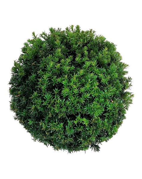 Taxus
