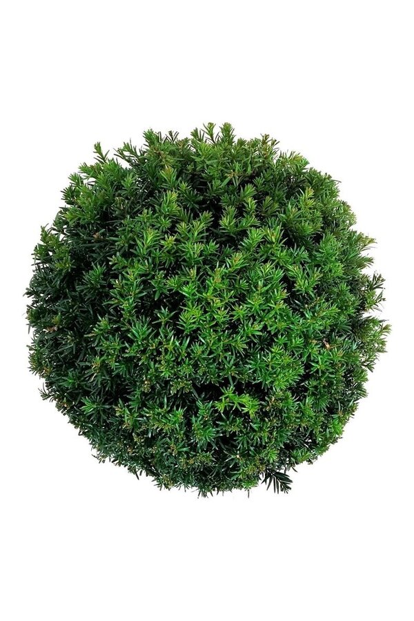 Cis Taxus media Grenlandia