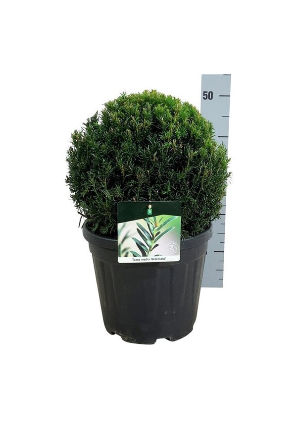 Cis Taxus media Grenlandia