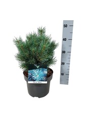 Sosna Pinus Watereri