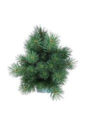 Sosna Pinus Watereri