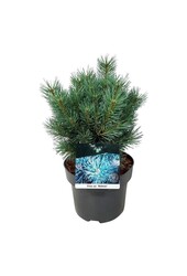 Sosna Pinus Watereri