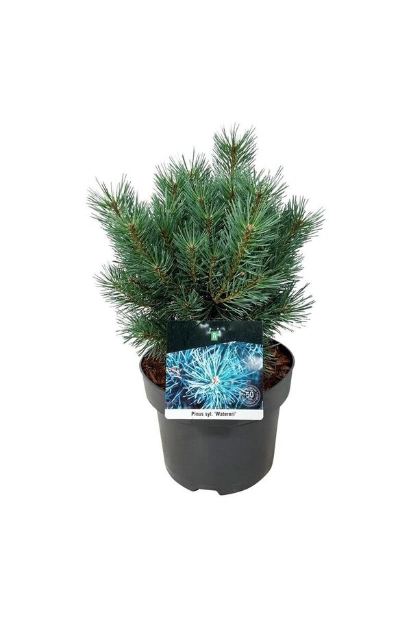 Sosna Pinus Watereri