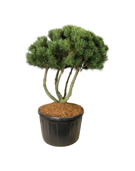 Pinus
