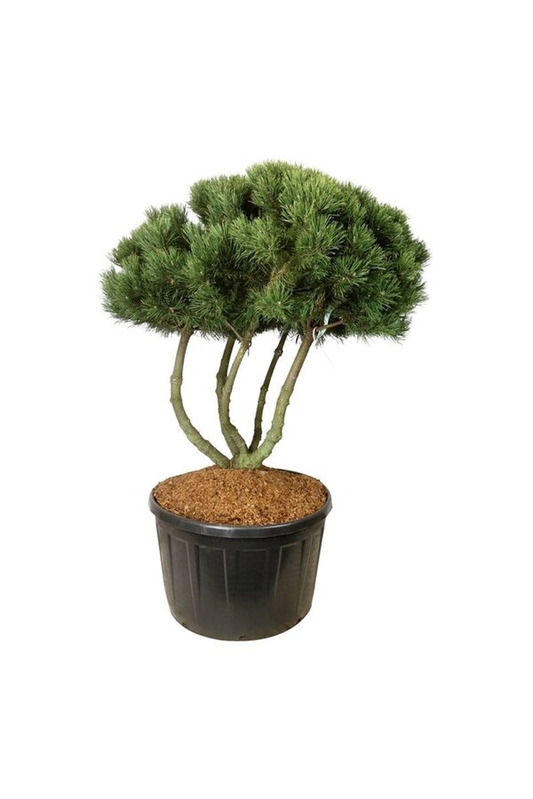 Sosna Pinus mugo Gnom