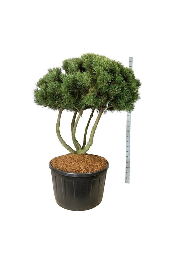 Sosna Pinus mugo Gnom