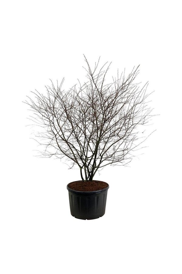 Świdośliwa Amelanchier lamarckii