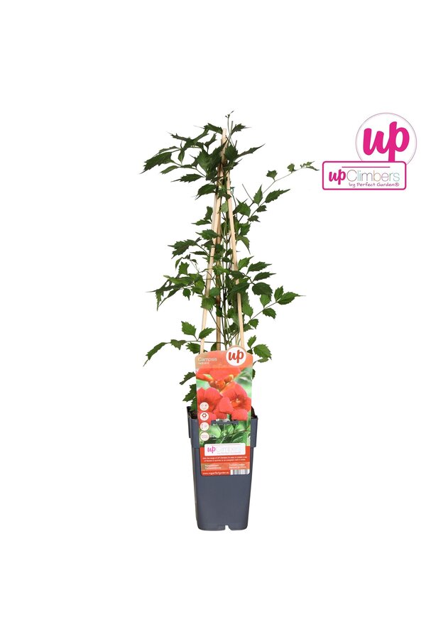 Campsis radicans P15