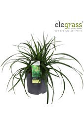 Carex Irish Green P14