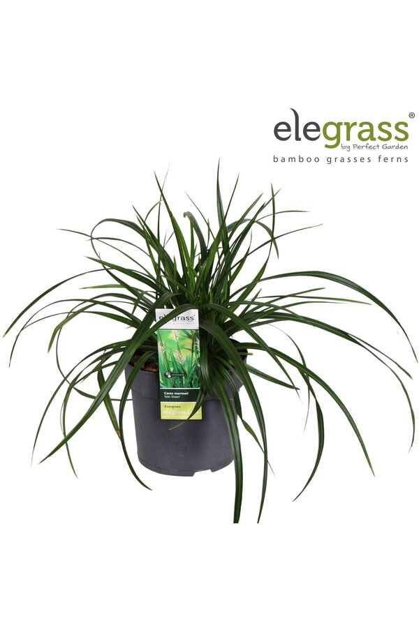Carex Irish Green P14