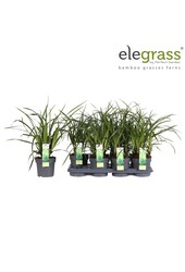 Carex Irish Green P14
