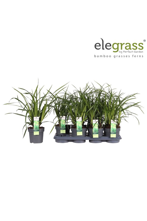 Carex Irish Green P14
