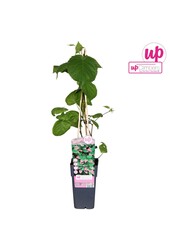 Aktinidia pstrolistna P15