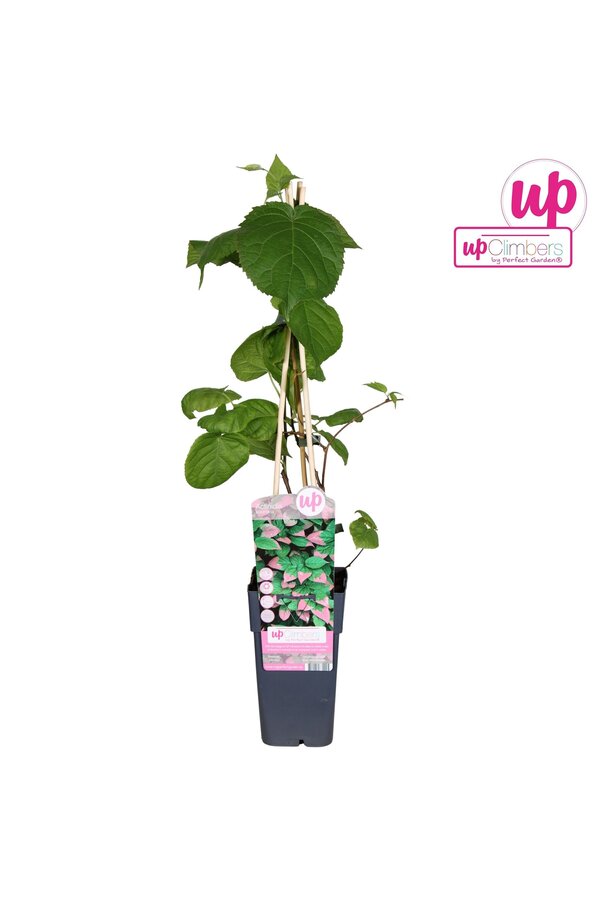 Aktinidia pstrolistna P15