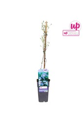 Clematis Alpina P15