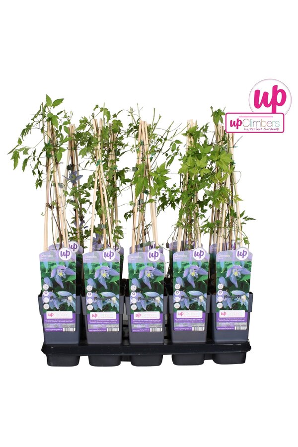 Clematis Alpina P15