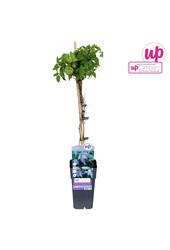Clematis Alpina P15