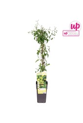 Clematis tangutica P15