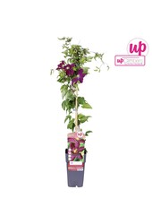 Clematis Niobe P15