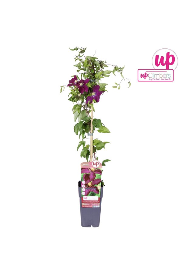 Clematis Niobe P15