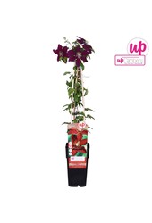 Clematis Niobe P15