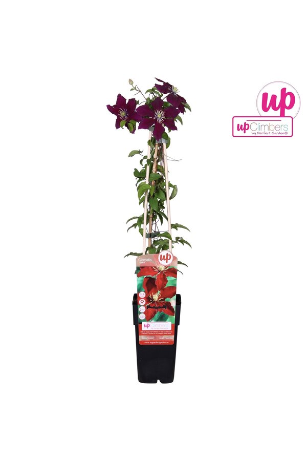 Clematis Niobe P15