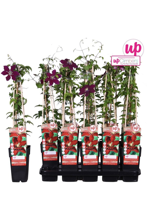 Clematis Niobe P15