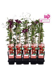 Clematis Niobe P15