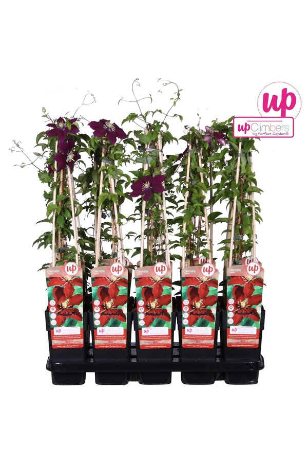 Clematis Niobe P15