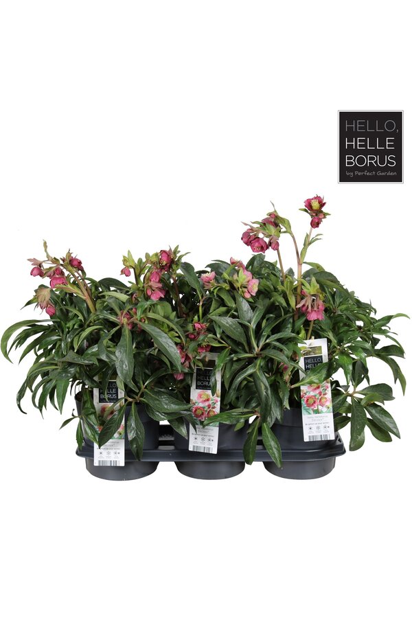 Helleborus Dacaya P19