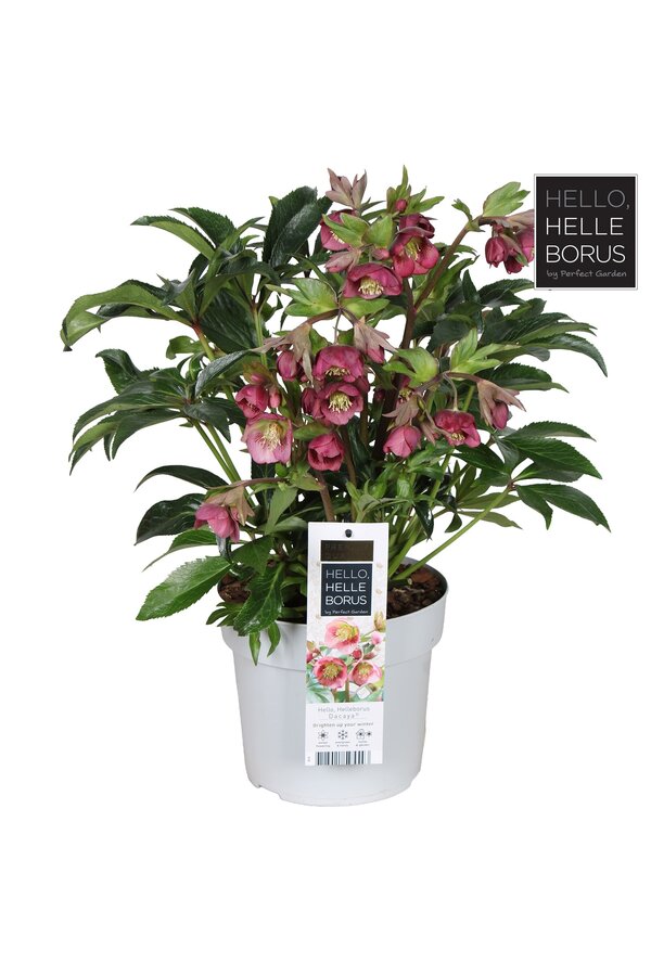 Helleborus Dacaya P19