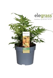 Dryopteris Jurassic Gold P14