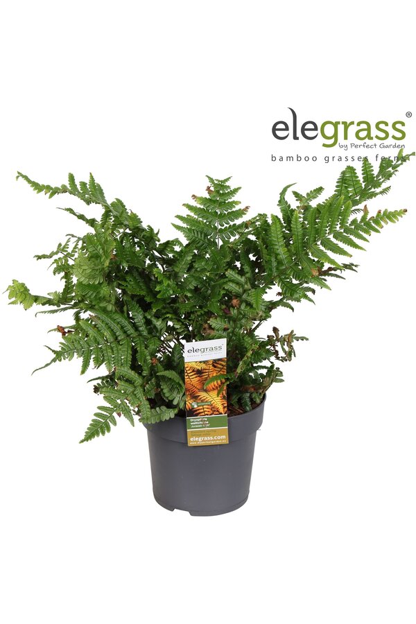 Dryopteris Jurassic Gold P14