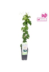 Clematis Guernsey Cream P15