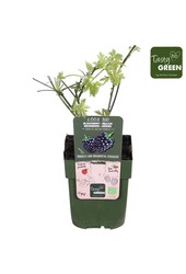 Rubus fruticosus Bezkolcowy Zimozielony Bio P13