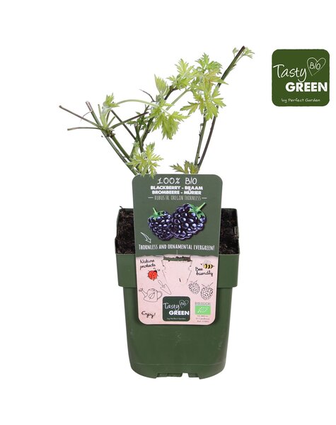 Rubus fruticosus Bezkolcowy Zimozielony Bio P13