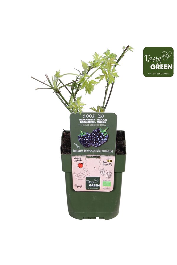 Rubus fruticosus Bezkolcowy Zimozielony Bio P13