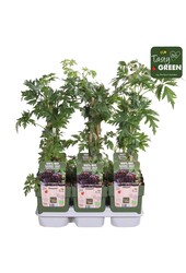 Rubus fruticosus Bezkolcowy Zimozielony Bio P13