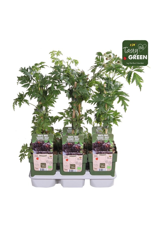 Rubus fruticosus Bezkolcowy Zimozielony Bio P13