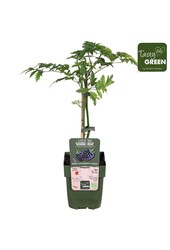 Rubus fruticosus Bezkolcowy Zimozielony Bio P13