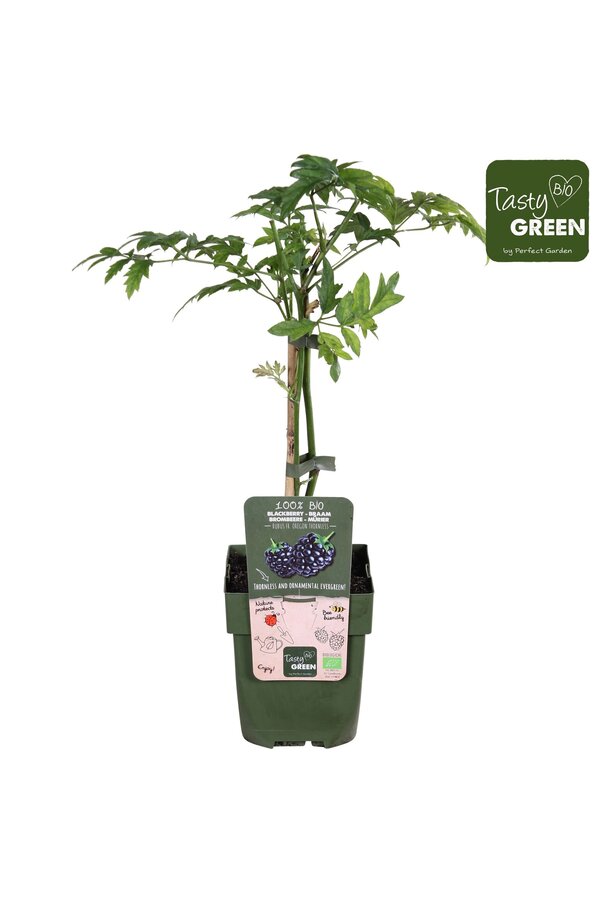 Rubus fruticosus Bezkolcowy Zimozielony Bio P13